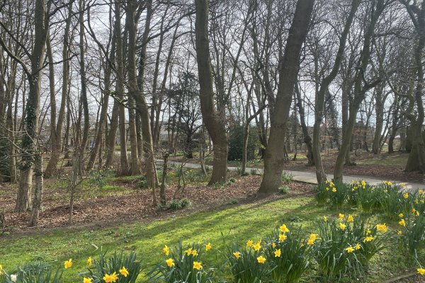 Costessey Cemetery Woods 